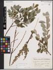 Foto von Salix caprea L. x Salix repens L.